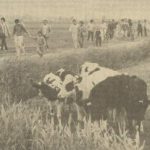 Klaverblad wandeling 4